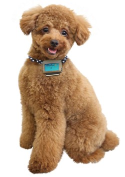 Шагомер для собак - Fujitsu