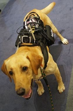 Кибернетический жилет для собак