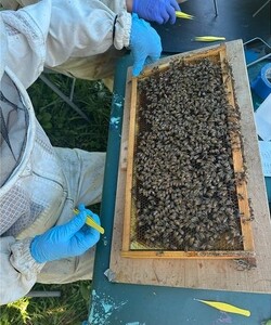 Пчелы показывают «пропуск на спине»