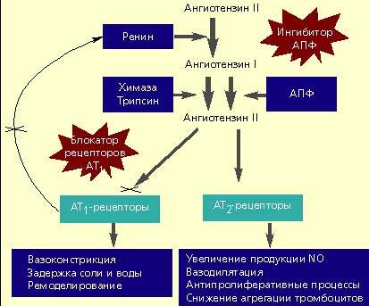 Рецепторы ангиотензина. Механизм действия рецепторов ангиотензина 2. Блокаторы ангиотензина 2 механизм действия. Блокаторы рецепторов ангиотензина 2 механизм действия. Механизм действиемрецепторов ангиотензина 2.