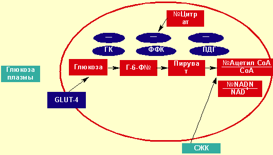 Схема при инсулинорезистентности корнилова