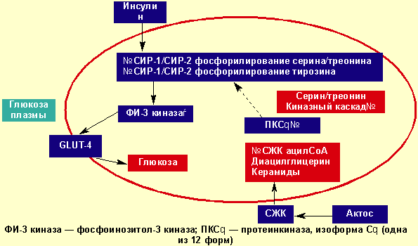 Схема при инсулинорезистентности корнилова