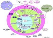 Горизонты медицинского «хайтека»